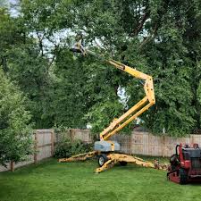 Best Stump Grinding and Removal  in Fountain Valley, CA