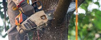 Best Utility Line Clearance  in Fountain Valley, CA