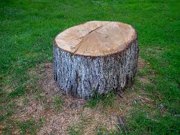 Best Fruit Tree Pruning  in Fountain Valley, CA