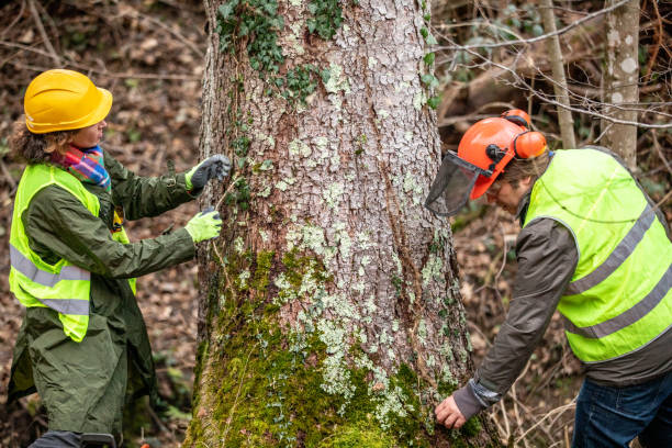Best Tree Maintenance Programs  in Fountain Valley, CA