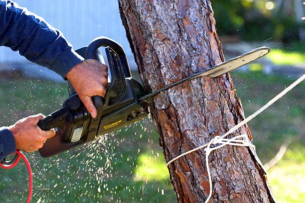 Best Hedge Trimming  in Fountain Valley, CA