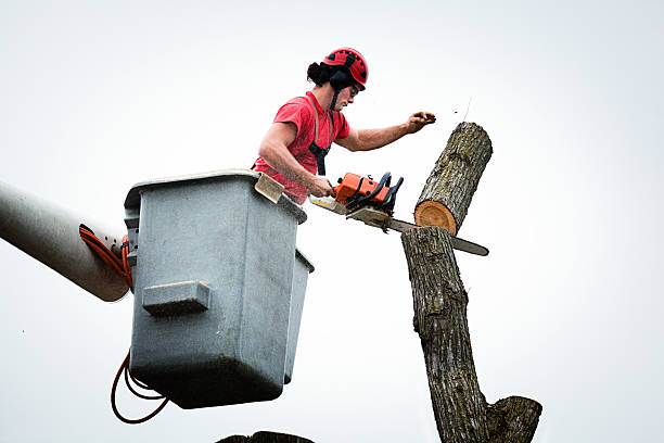 Best Firewood Processing and Delivery  in Fountain Valley, CA