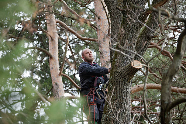 Best Tree Health Inspection  in Fountain Valley, CA